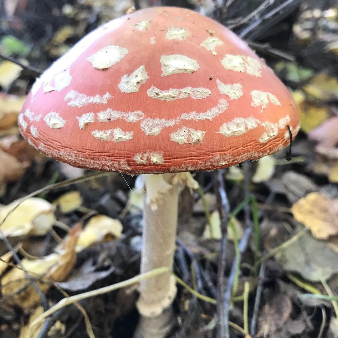 gipsophyla in LOOKY. . Разноцветная осень