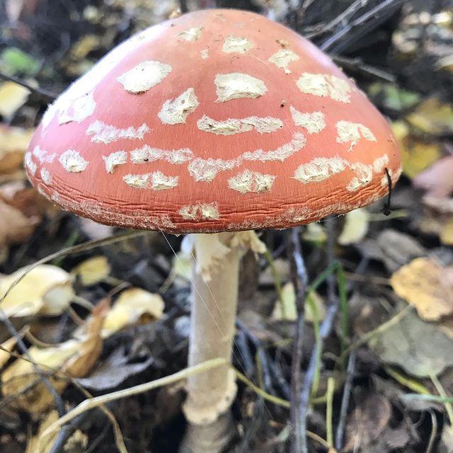 gipsophyla в LOOKY. . Разноцветная осень