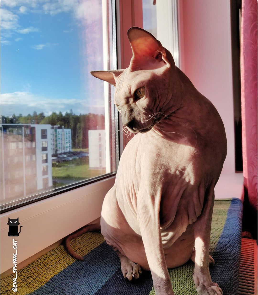eva_sphynx_cat в LOOKY — фото 3