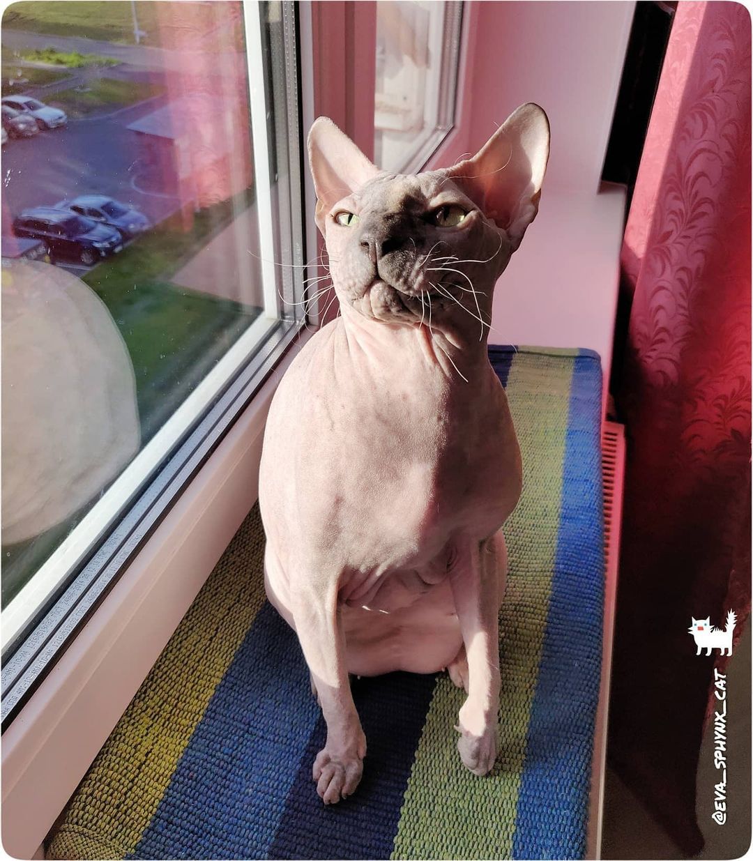 eva_sphynx_cat в LOOKY — фото 2