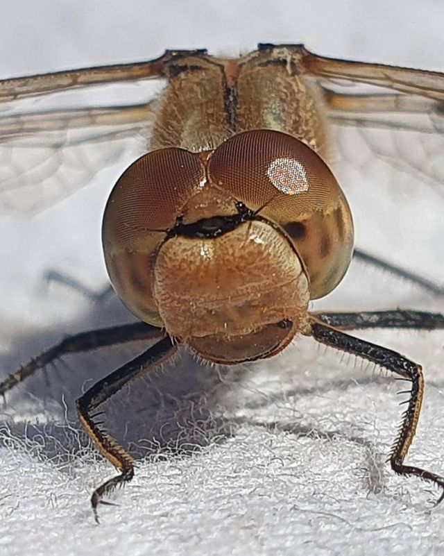 marina_kubichek в LOOKY. #стрекоза,#насекомые,#bug. #стрекоза #насекомые...