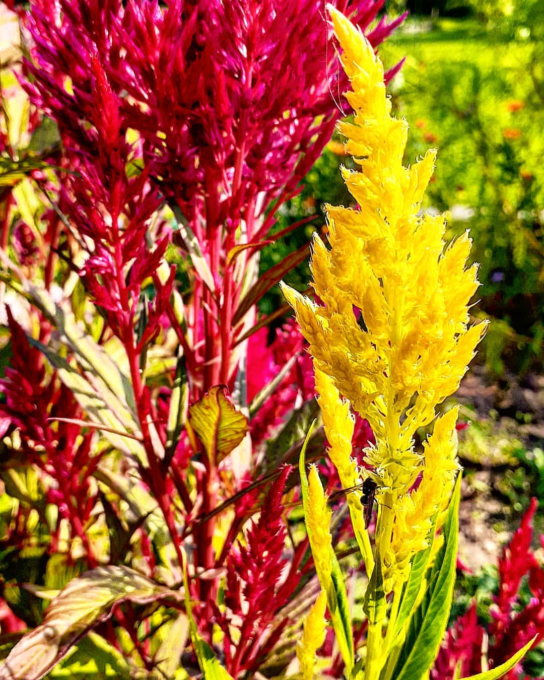 antsiferovbreed в LOOKY — фото 5
