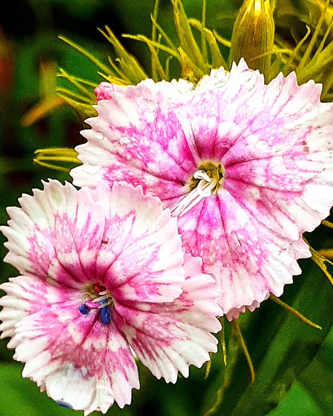 antsiferovbreed в LOOKY — фото 6