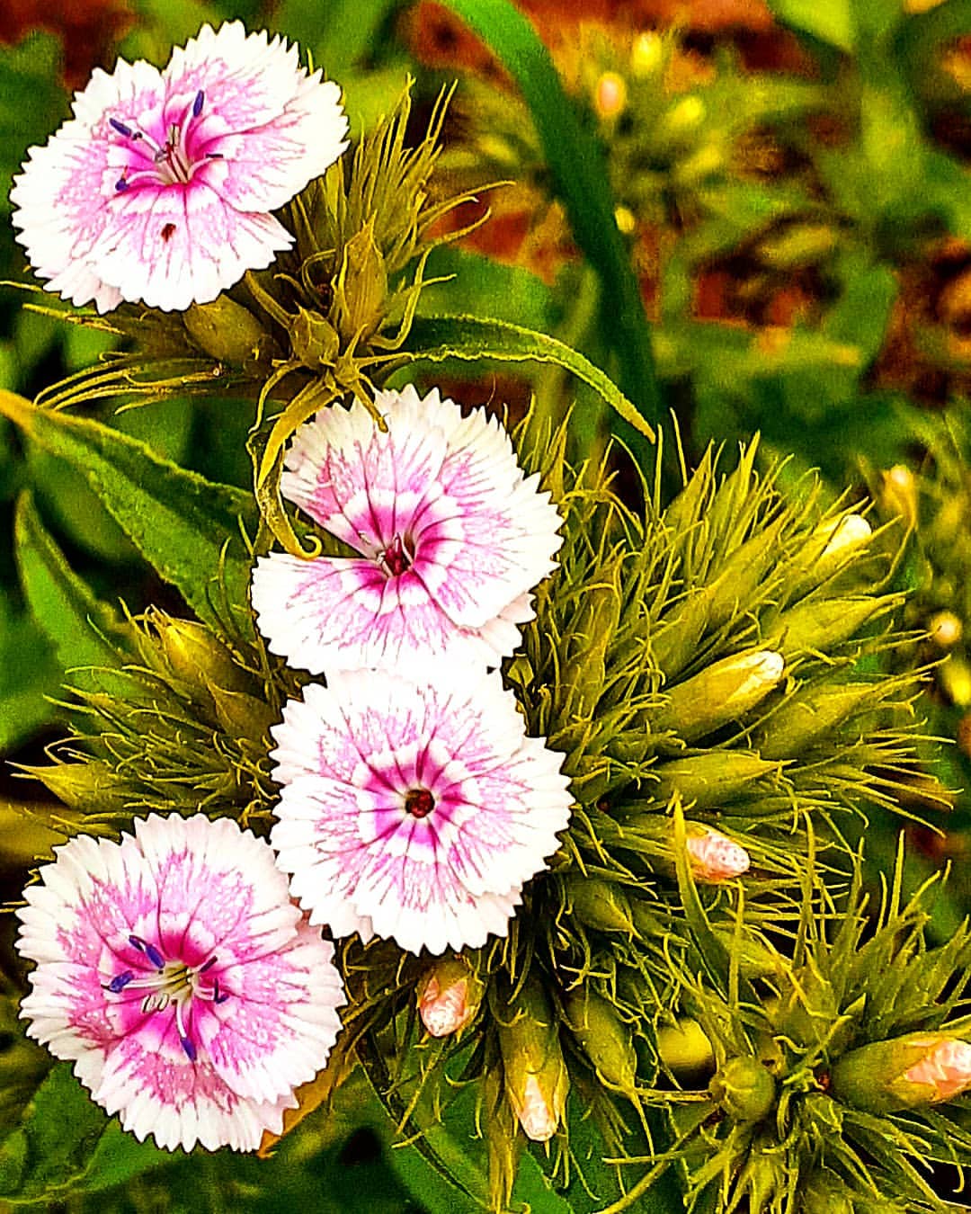 antsiferovbreed в LOOKY — фото 9