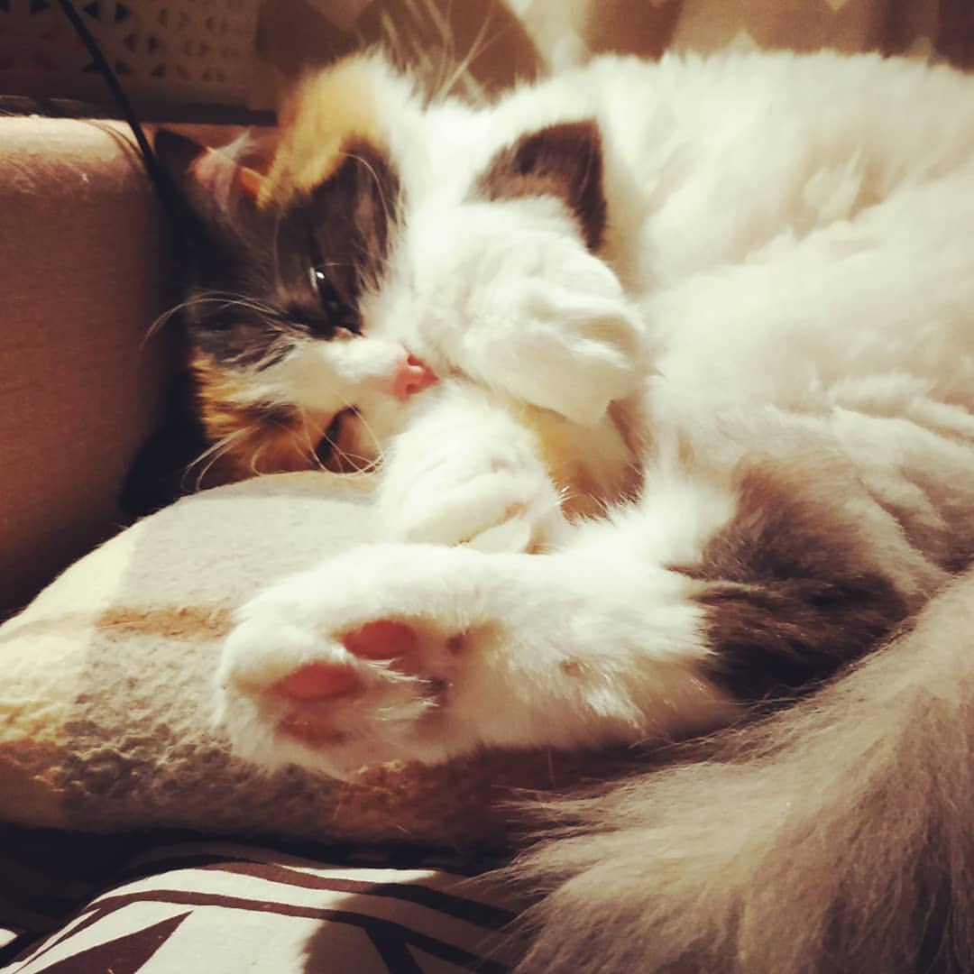 milka_cat_2020 в LOOKY — Наши лапочки играли, наши лапочки устали. ✨ Мы немножко отдо