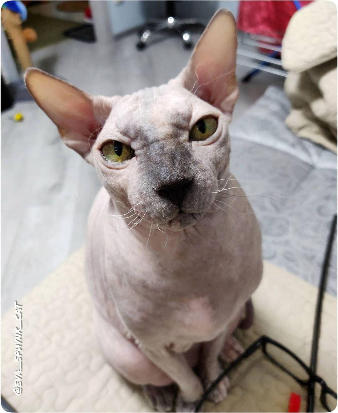 eva_sphynx_cat в LOOKY — фото 2