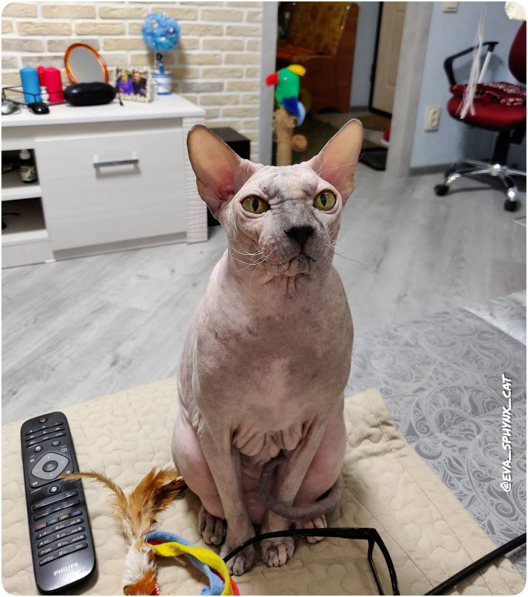eva_sphynx_cat в LOOKY — фото 3