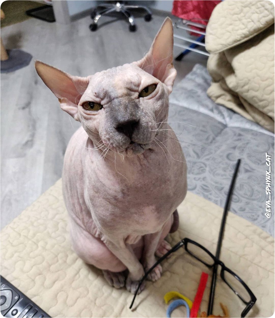 eva_sphynx_cat в LOOKY — фото 4