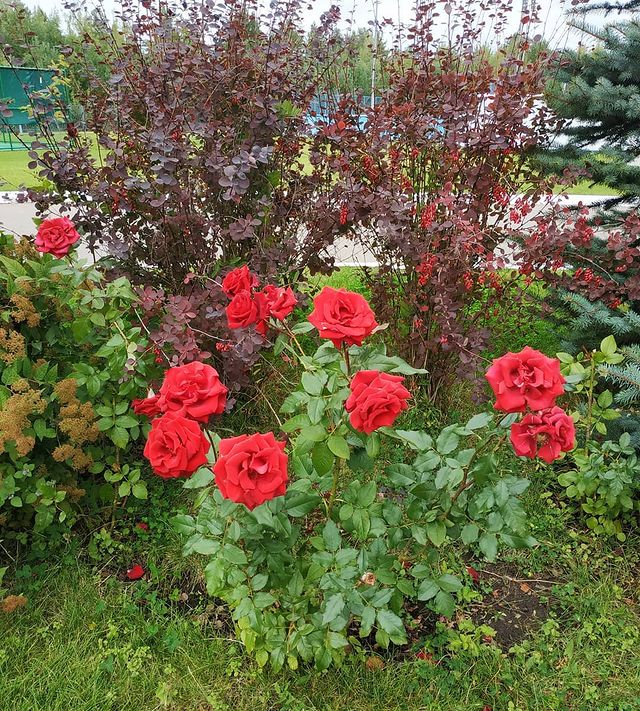 dilyara.sultan в LOOKY. . 🌹🌹🌹