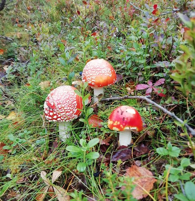 simundrik в LOOKY. . Ну люблю я мухоморы,...