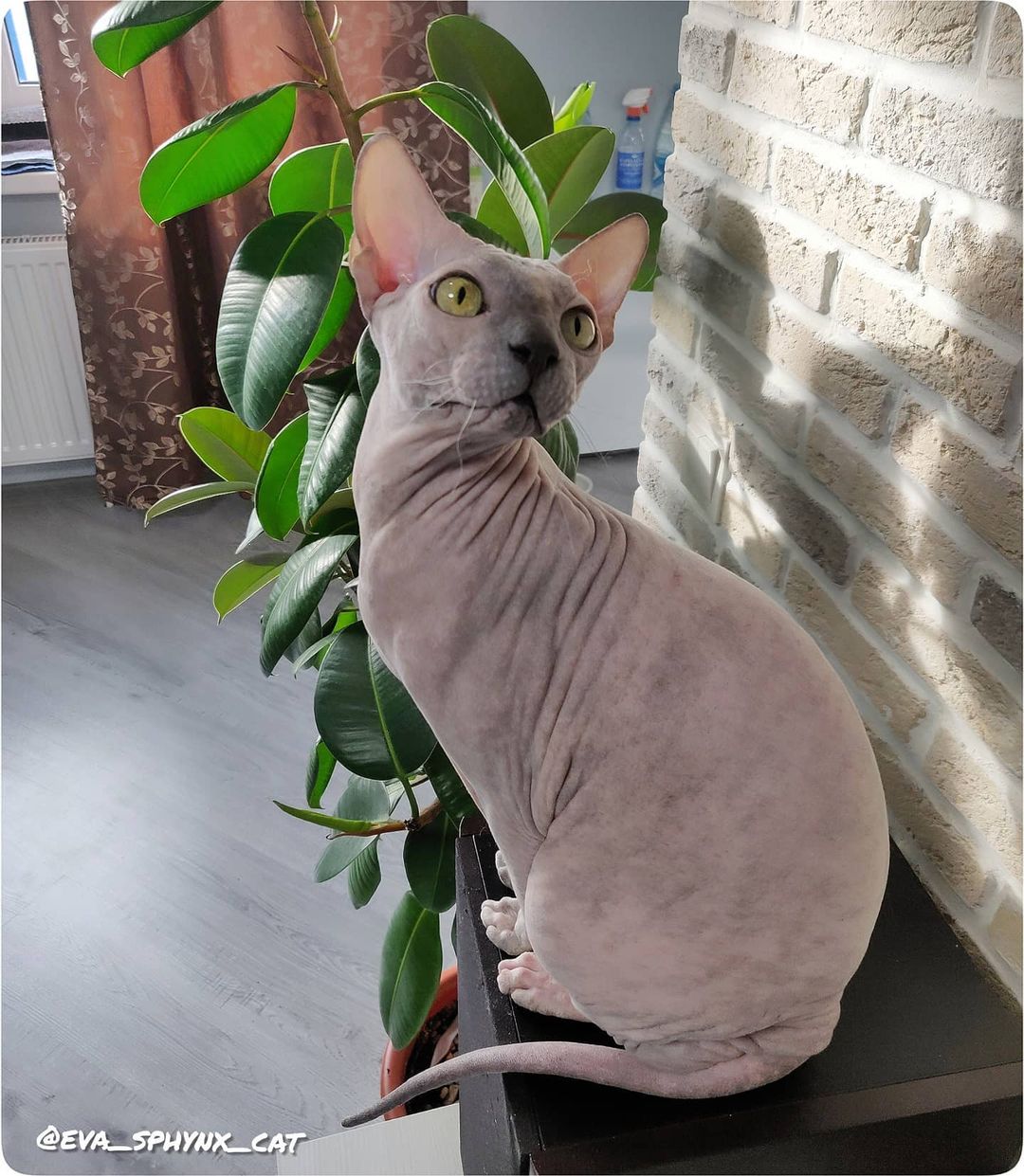 eva_sphynx_cat в LOOKY — фото 2
