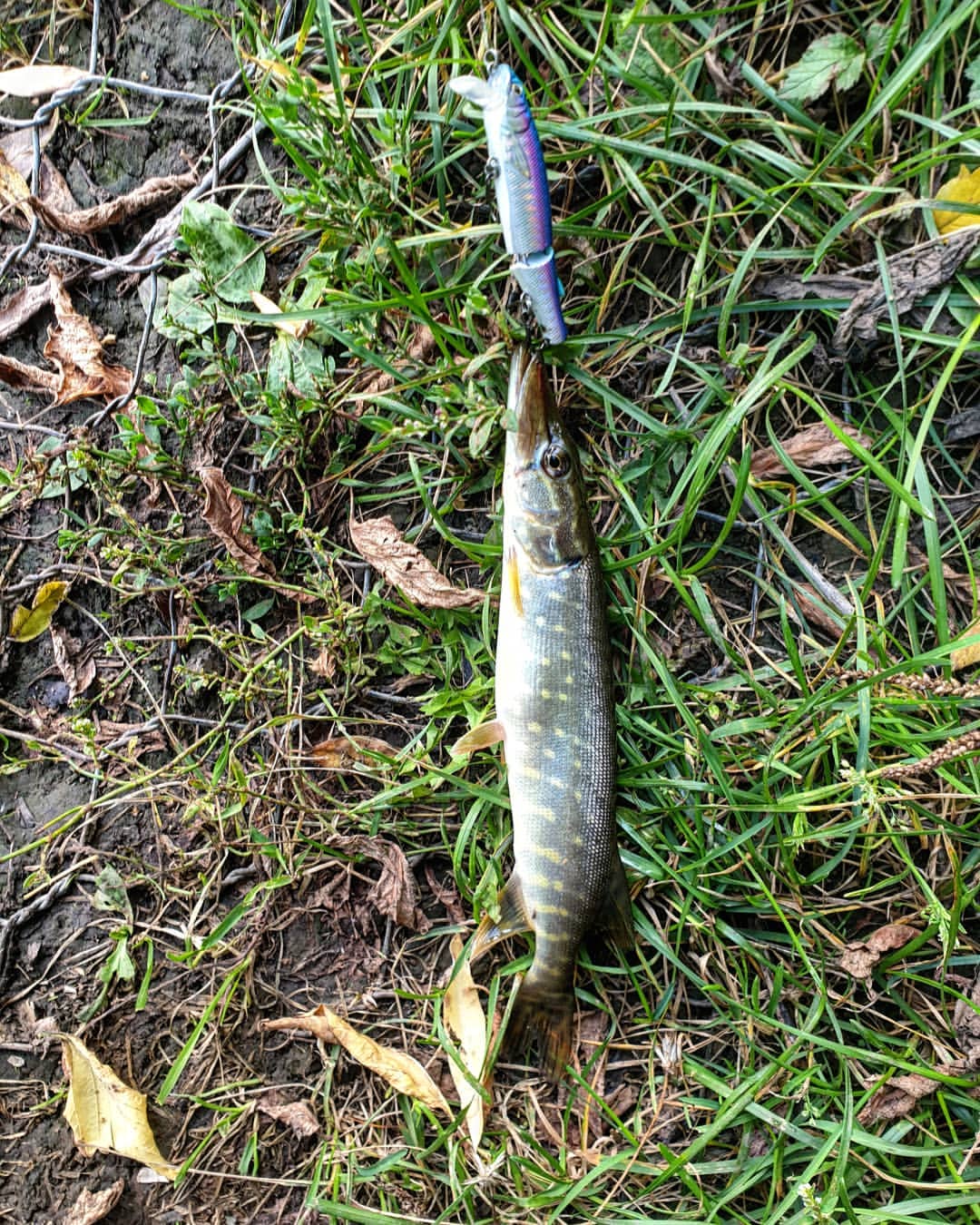 _k4k_angler в LOOKY — Самая голодная 

#щука #спиннинговаяловля #городскаярыбалка 