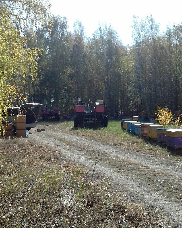 deis55 в LOOKY. #пасекадейсса,#пасека,#Пчёлы,#пчеловод,#кочеваяпасека,#сентябрь,#омскаяобласть,#сибирь,#omsk,#siberia,#bee,#beekeeping,#honey,#russia. Заключительные работ...