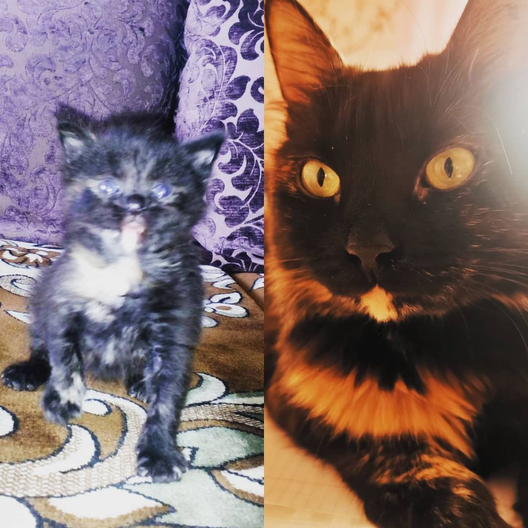 svetlanabondarevskaia в LOOKY — 4 года назад и сейчас 😻

#cat #cats #catsofinstagram #insta