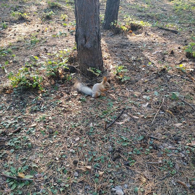 dilyara.sultan в LOOKY. . 🐿️🐿️🐿️