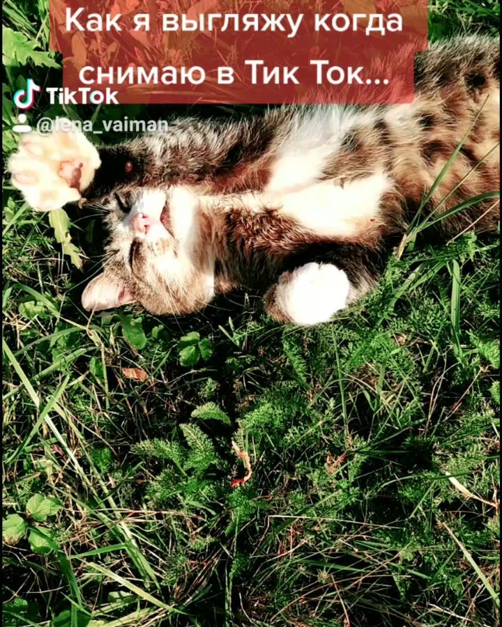 elena.drozdeckaya.86 в LOOKY. #кот,#реальность,#ожидание,#юмор,#тикток,#тиктокеры,#инстакот,#инставидео,#инстаграм_порусски. #кот #реальность #ож...