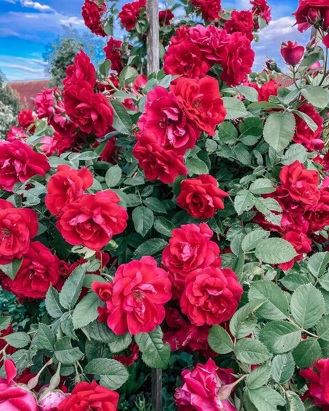 nata_dementev в LOOKY. . null