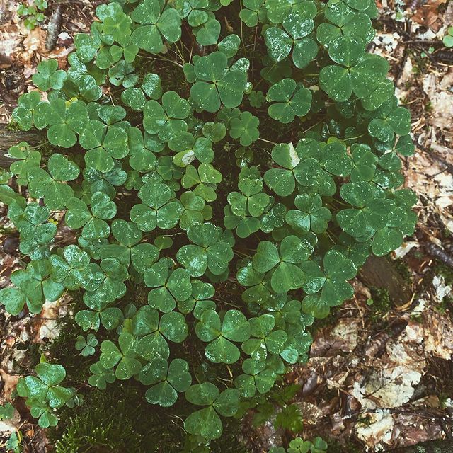 ekaterina_govorit в LOOKY. #Ставрополь,#Ставропольскийкрай,#удача,#клевер,#ресурсноесостояние,#бизнес,#своедело,#like,#работа. Странная удача и где...