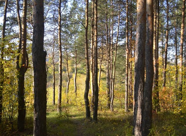 xsuranx в LOOKY. #россия,#екатеринбург,#урал,#лес,#природа,#деревья,#осень,#сентябрь,#дерево,#russia,#ekaterinburg,#yekaterinburg,#ural,#nature,#tree,#trees,#autumn,#september,#city,#town,#город. .
.
.
.
.
.
.
.
.
.
...
