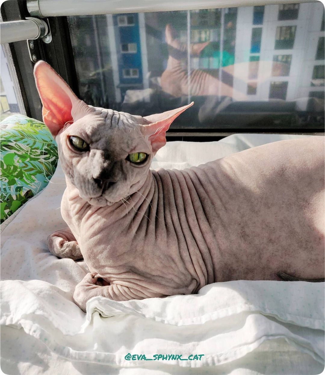 eva_sphynx_cat в LOOKY — фото 2
