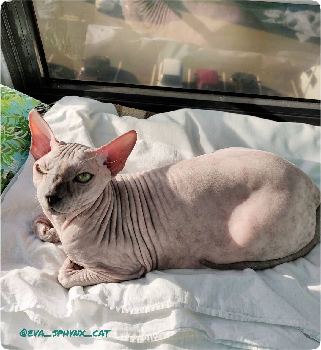 eva_sphynx_cat в LOOKY — фото 3