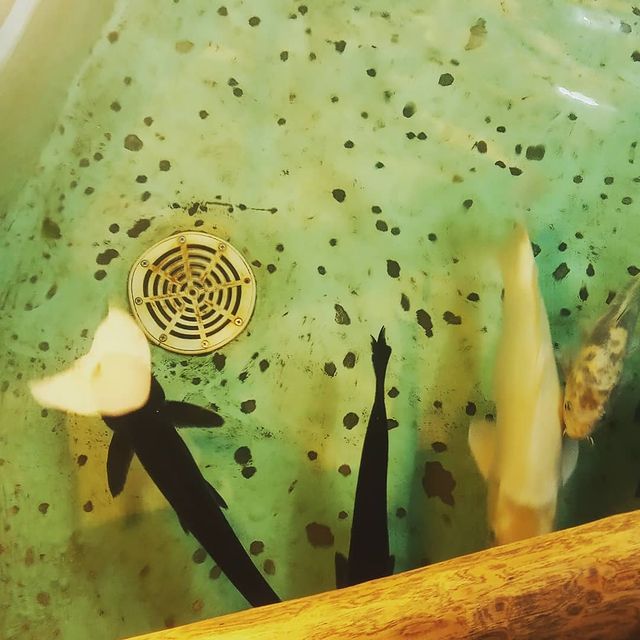 amal_owl в LOOKY. . null