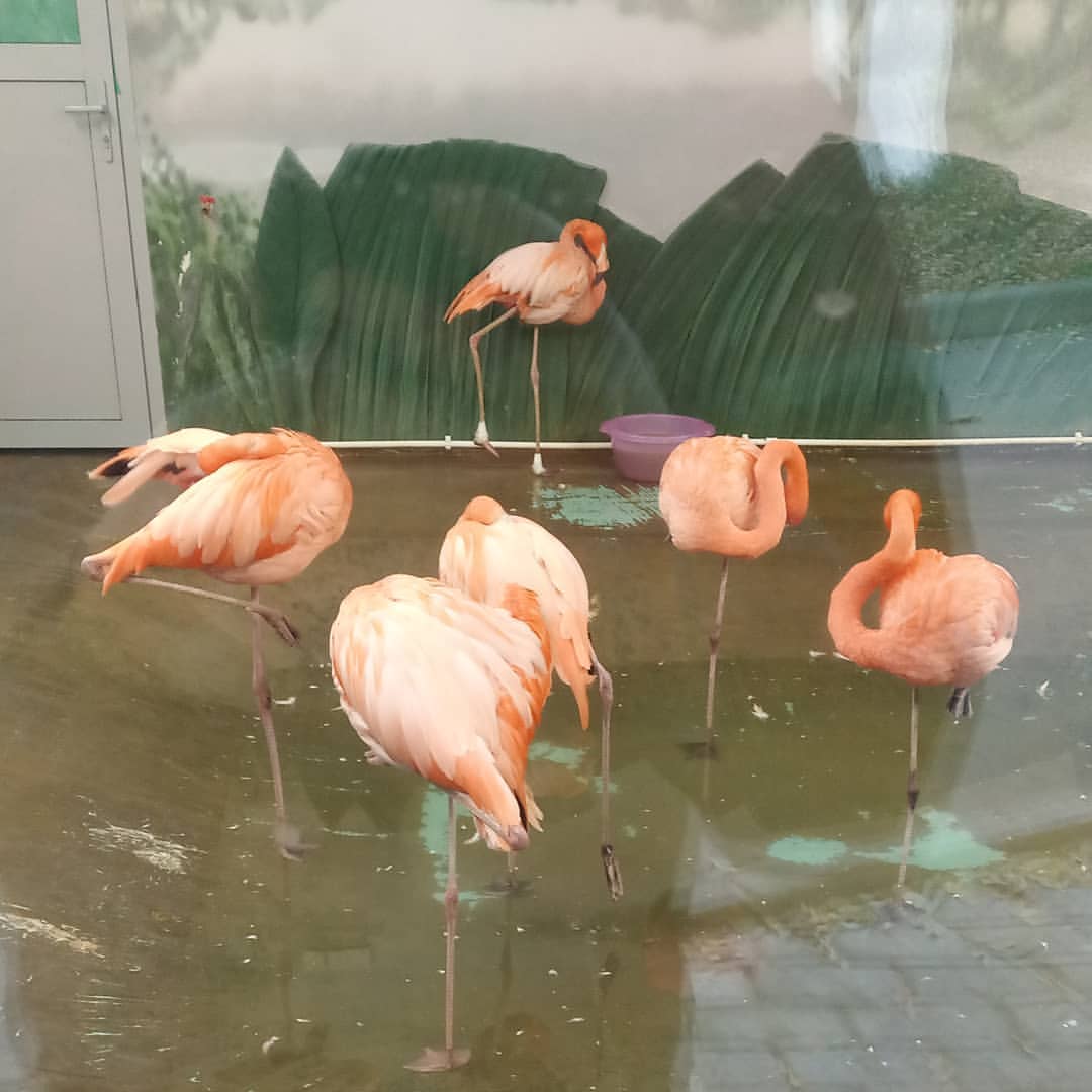 amal_owl в LOOKY — публикация