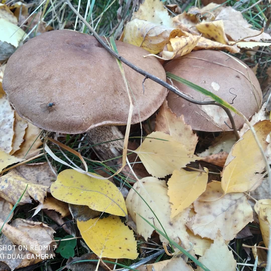 e.va_94 в LOOKY. #грибов. Закрыли сезон #грибо...