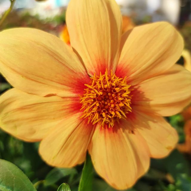 iadashkov в LOOKY. #цветок,#flower,#осень,#желтый,#макро,#yelow. #цветок #flower #осе...