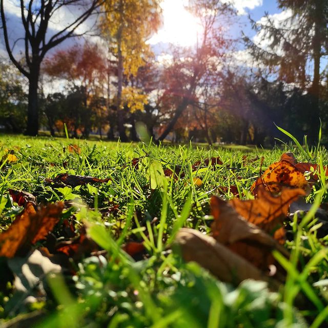 iadashkov в LOOKY. #газон,#трава,#осень,#листья,#макро,#macro. #газон #трава #осень...