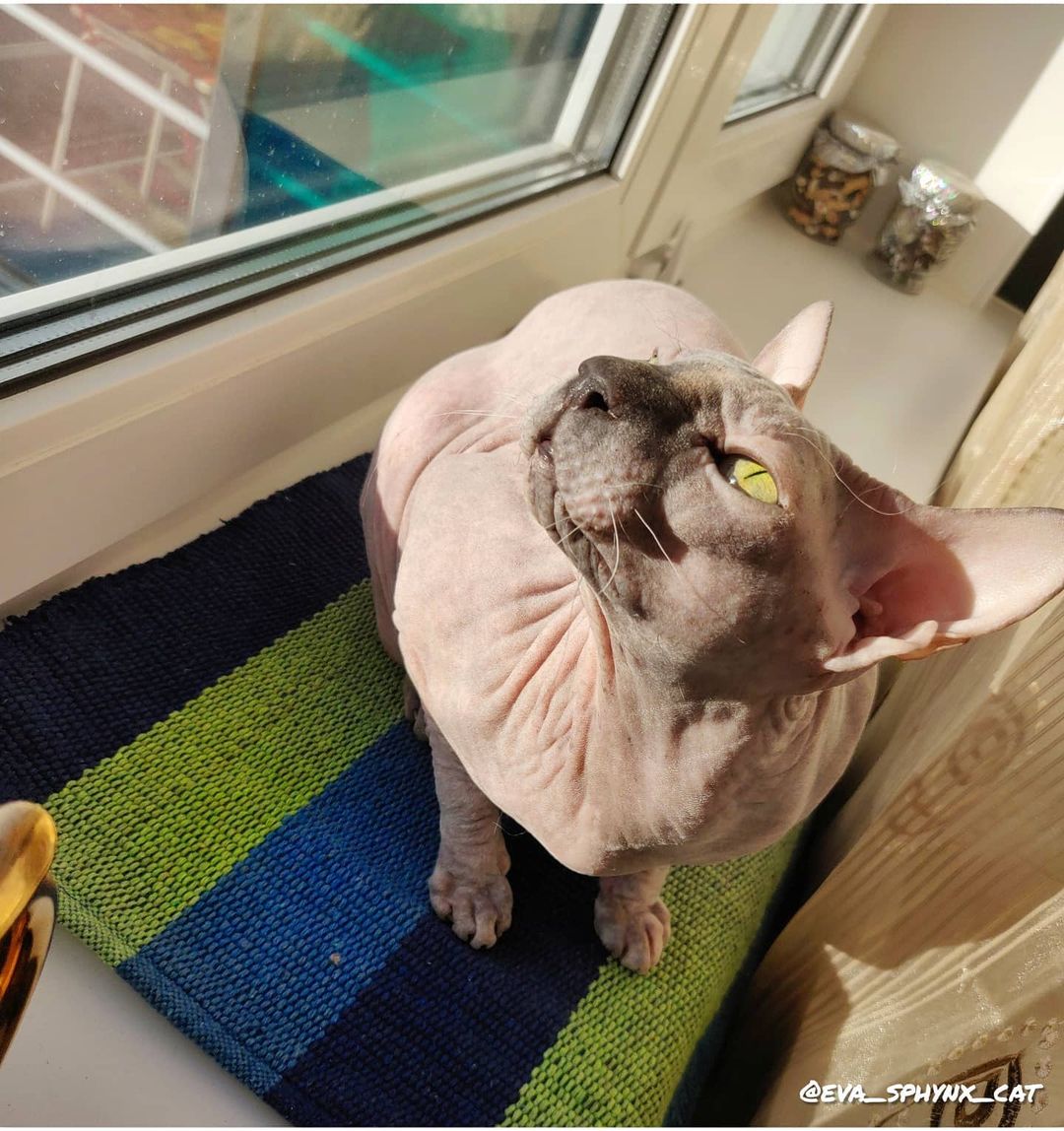 eva_sphynx_cat в LOOKY — фото 3