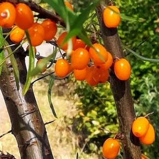 v_e_r_t_i_n_a в LOOKY. #осеньвмоскве,#золотаяосень,#осенниепрогулки🍁,#мирвокругнас,#прогулки,#красотарядом,#краскиосени,#осенняяпора. Осенняя палитра 
#ос...