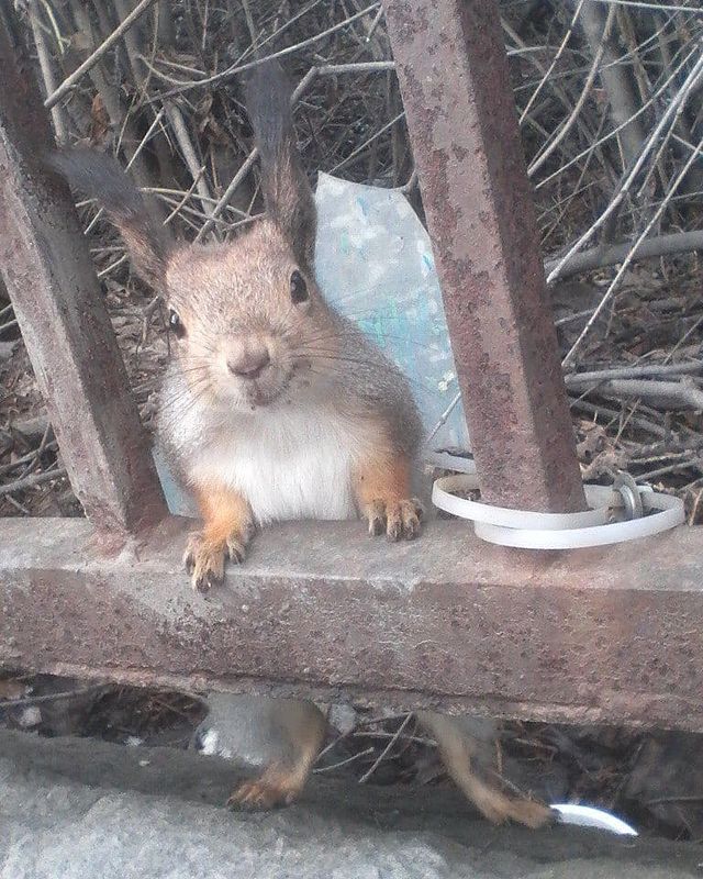 makc_kolychev в LOOKY. . null