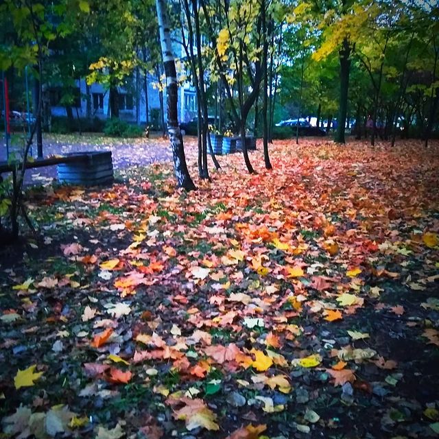 dashenka.2512 в LOOKY. . Осень 🍁🍁