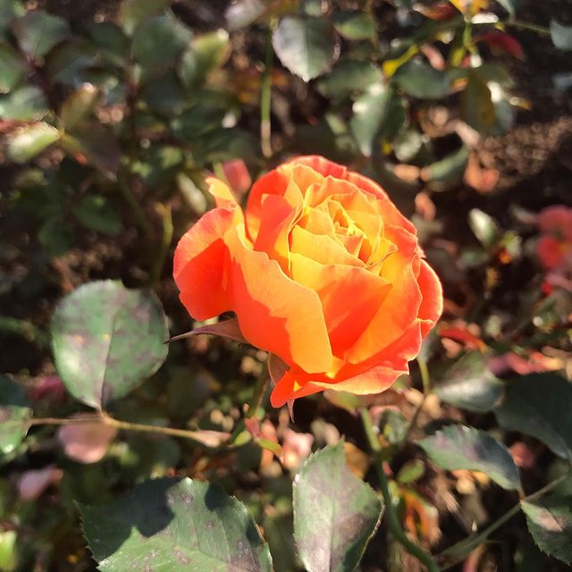 cosvitalista в LOOKY. #autumnroses🍁🌹. Розы в осеннем парке...