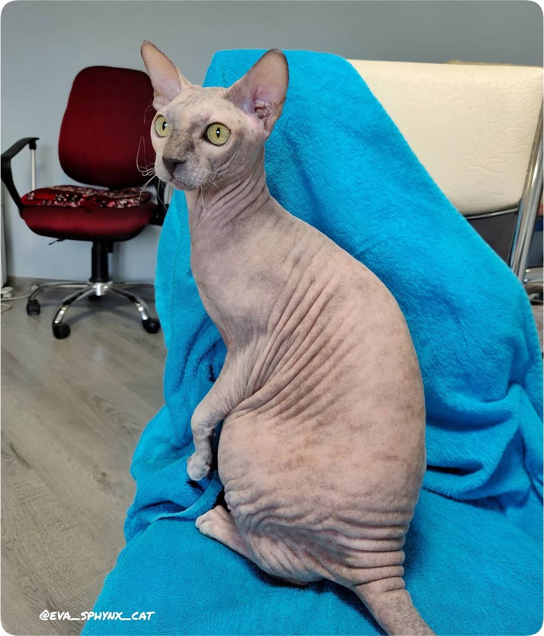 eva_sphynx_cat в LOOKY — фото 2