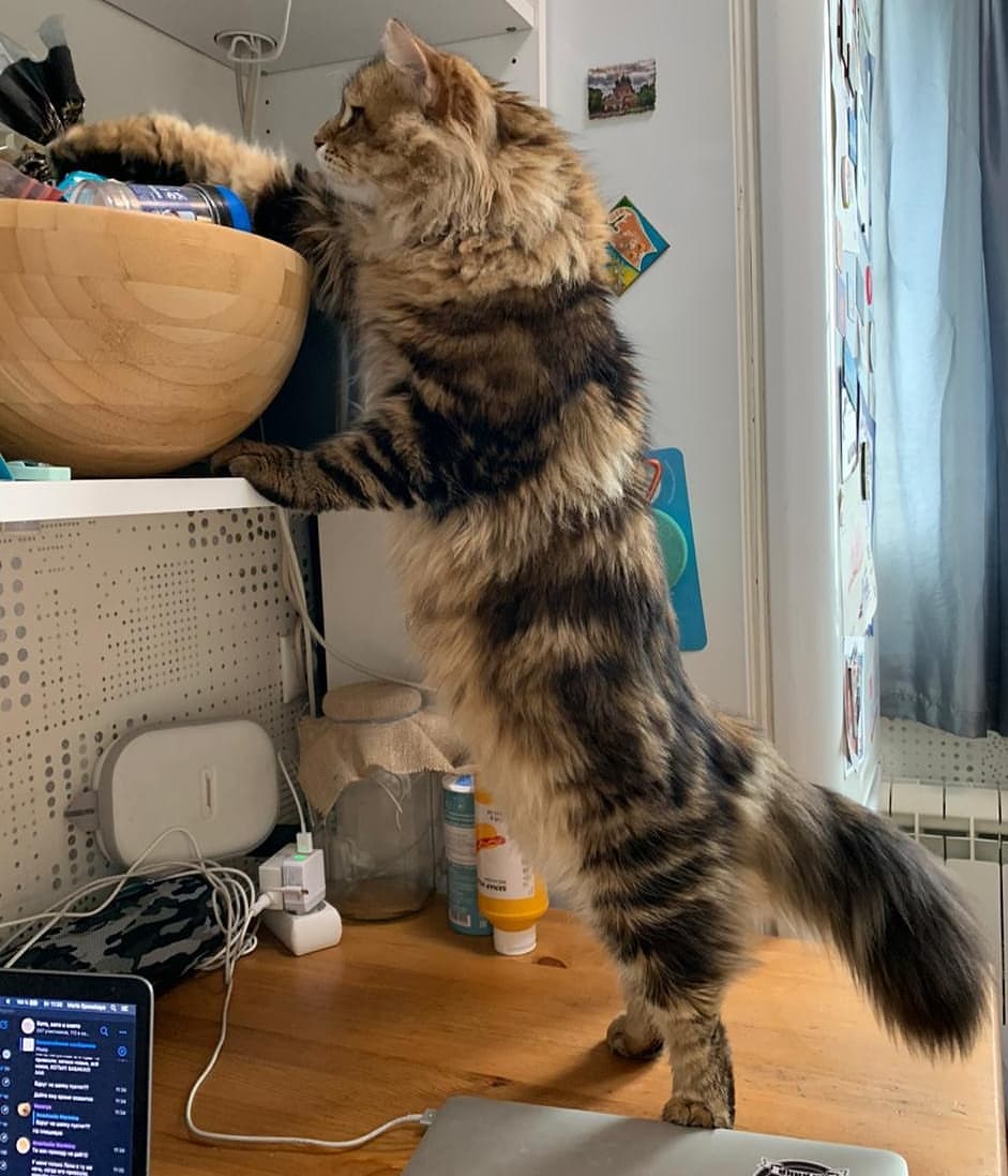 mycatgrooming в LOOKY — фото 8