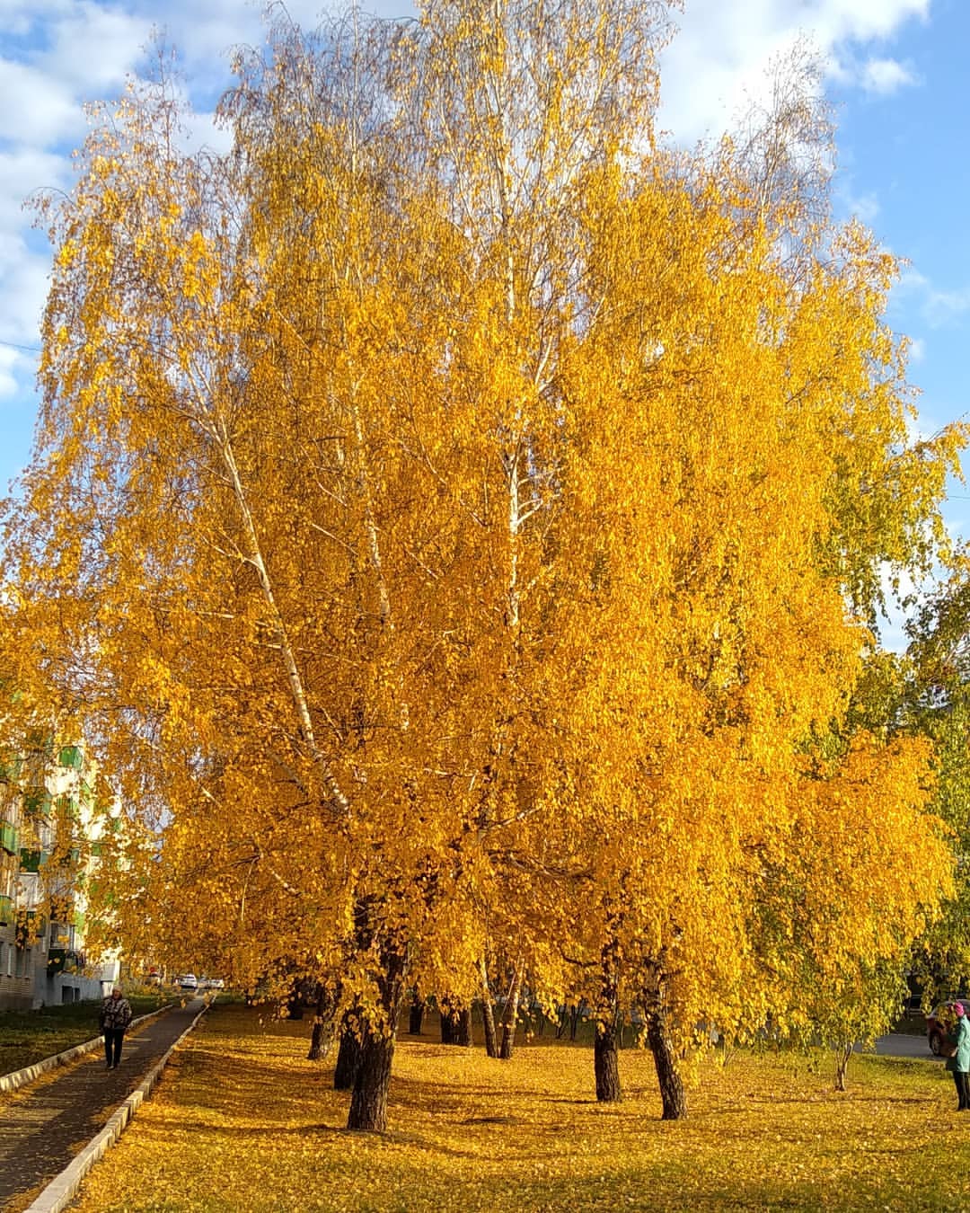 marina.v.zubkova в LOOKY — Золотая осень 🍂🍁🍂🍁🌞
....и,  как больно  осознавать, что