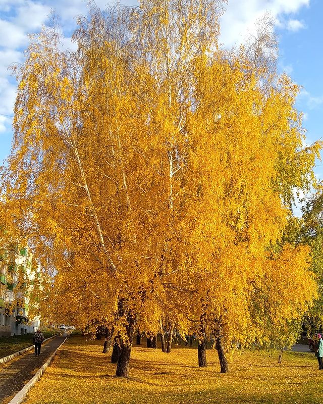 marina.v.zubkova в LOOKY. . Золотая осень 🍂🍁🍂...