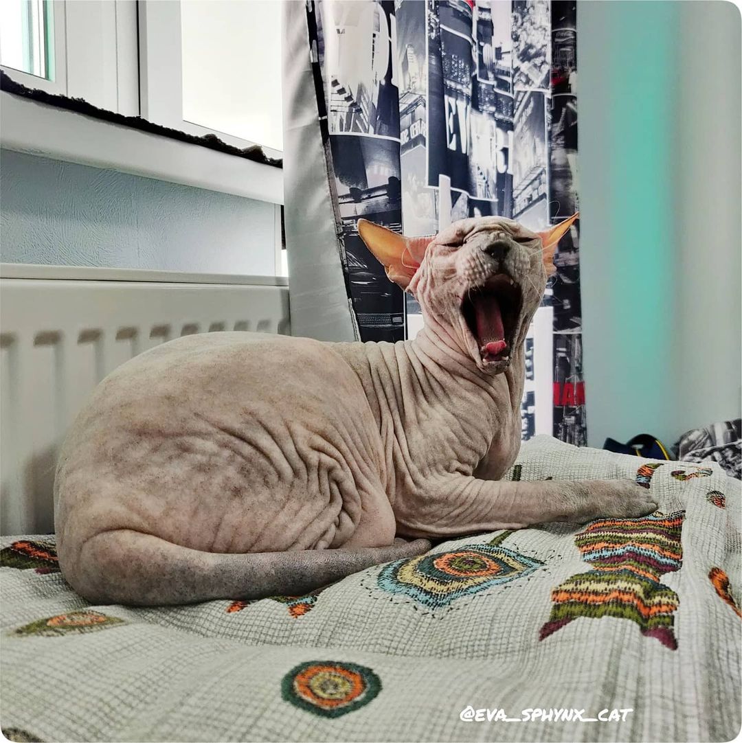 eva_sphynx_cat в LOOKY — фото 2