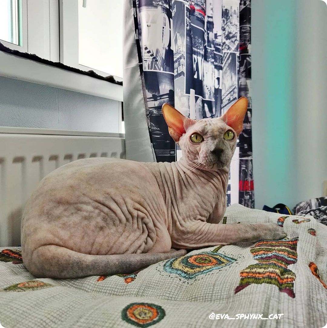 eva_sphynx_cat в LOOKY — фото 3