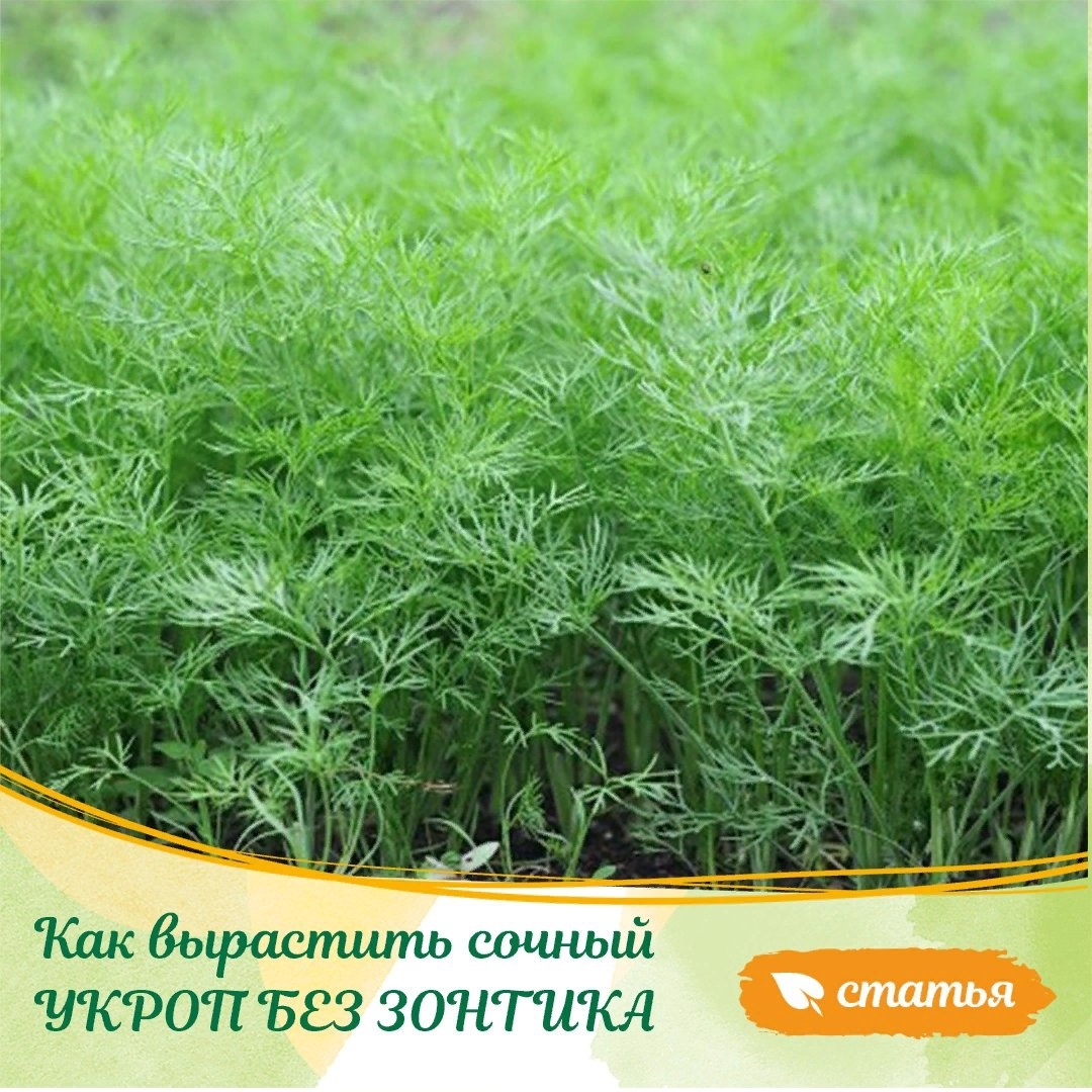gardenmart24.ru в LOOKY — 🍃 Как вырастить сочный УКРОП БЕЗ ЗОНТИКА?
⠀
Вы знаете, что 