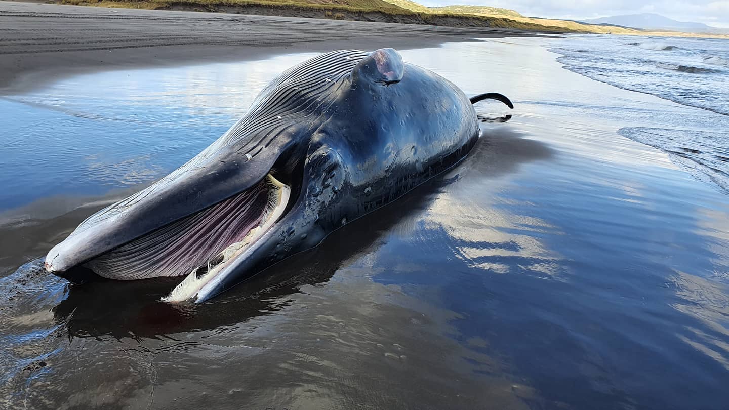 olgaterehova22 in LOOKY. . 🐳🐳🐳