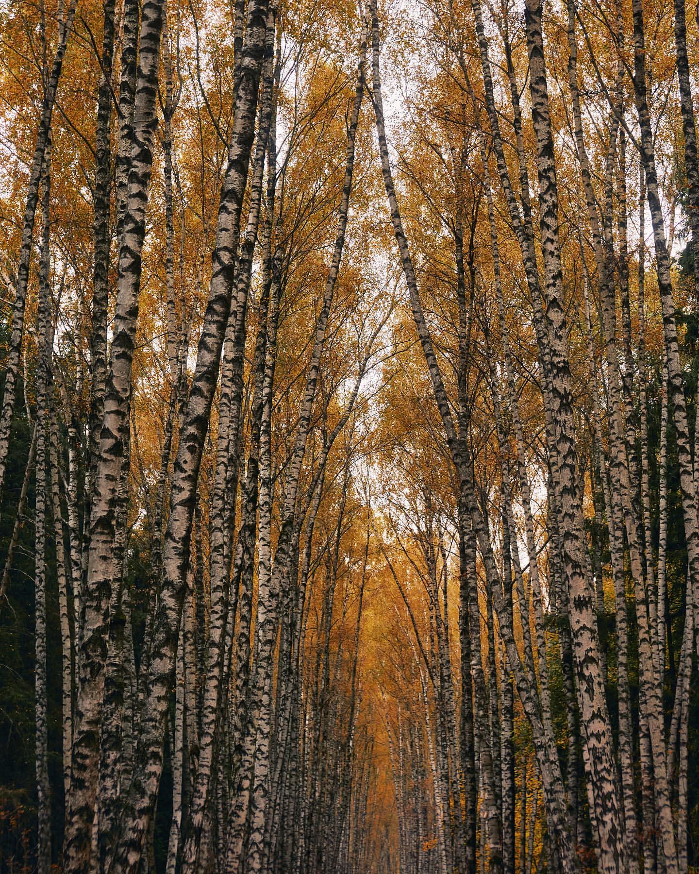 egorgoose в LOOKY. . 🍂