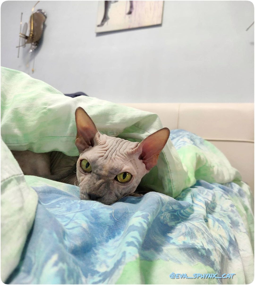 eva_sphynx_cat в LOOKY — фото 2