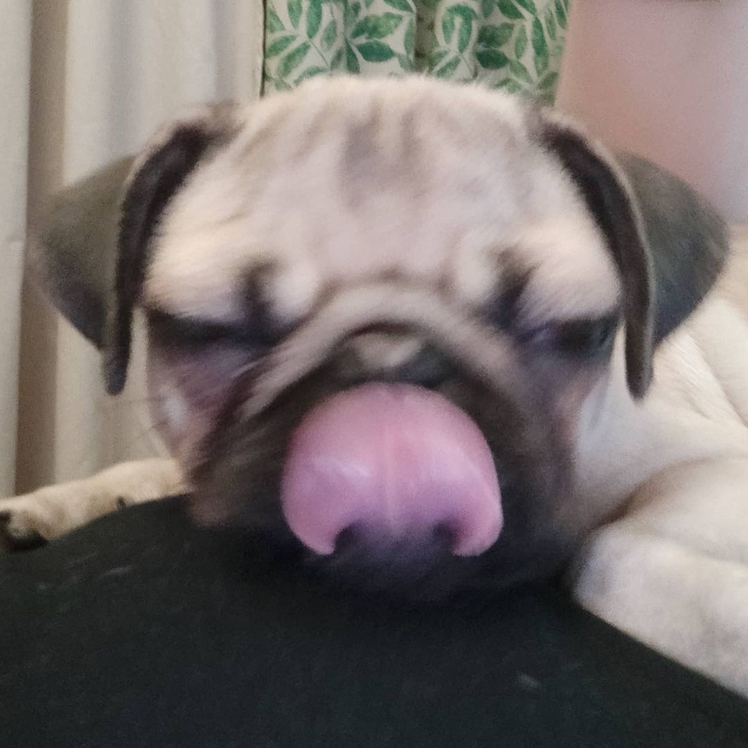 alethepug в LOOKY — Не буду отставать от трендов,я ведь современный мопс😏, поэт