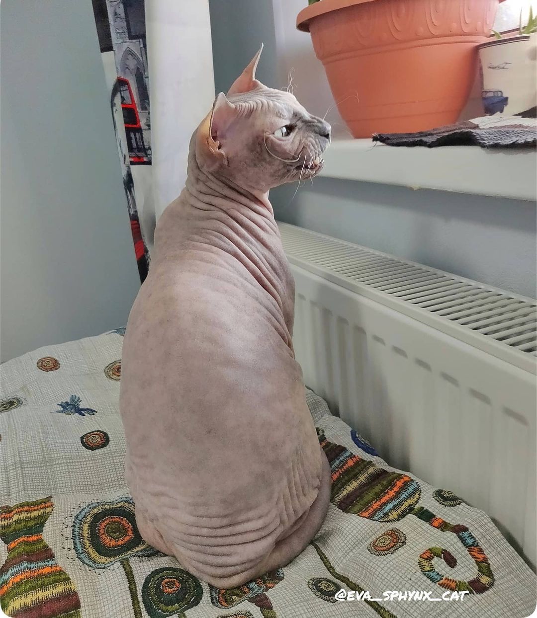 eva_sphynx_cat в LOOKY — фото 3