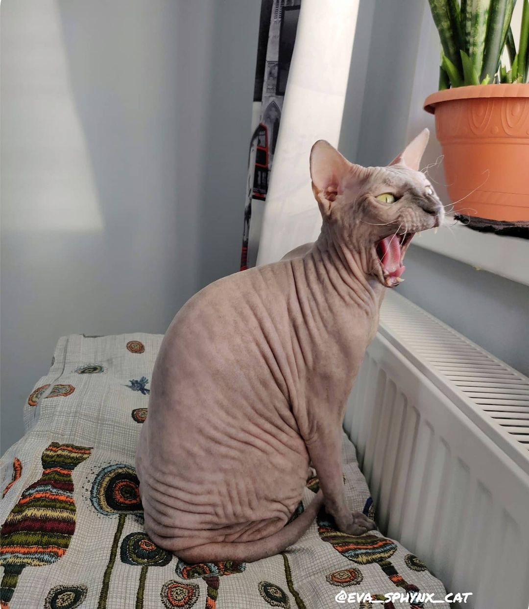 eva_sphynx_cat в LOOKY — фото 2