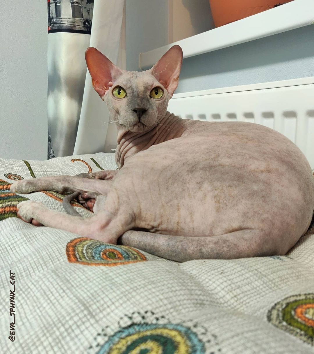 eva_sphynx_cat в LOOKY — фото 2