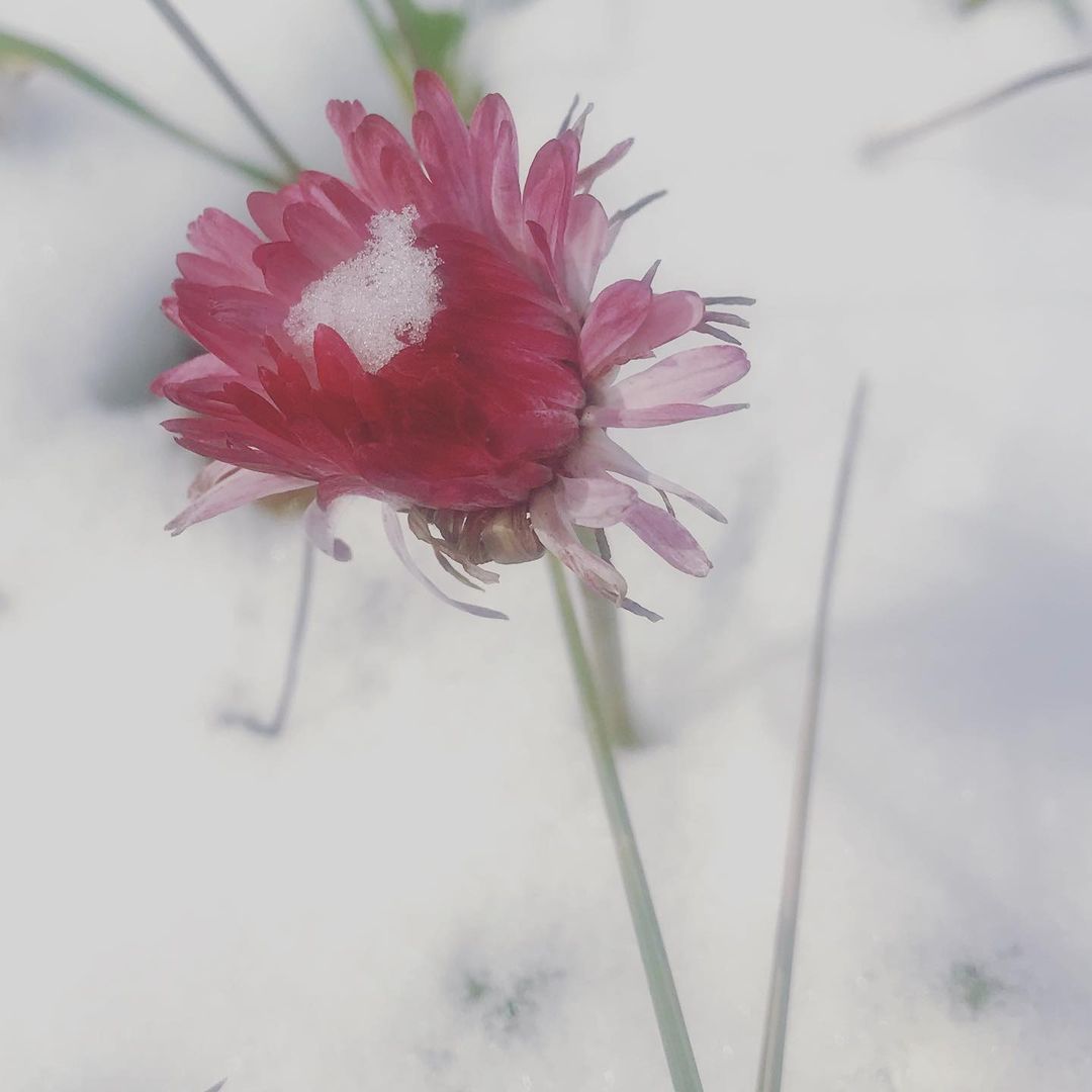 gipsophyla in LOOKY. . День сегодняшний)
